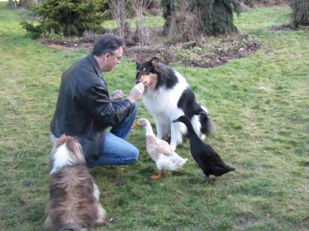 Dogs and the Ducks