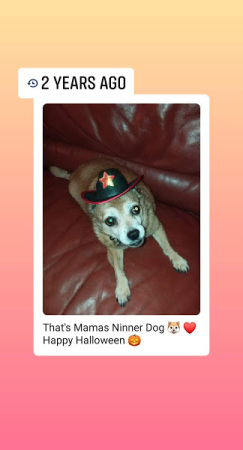 R Brownie Dog AKA Niener 1999-2018