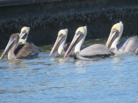 Pelicans swimming down by Pop's