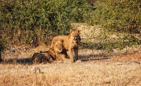 Mom & Son Lions - Botswana 2023