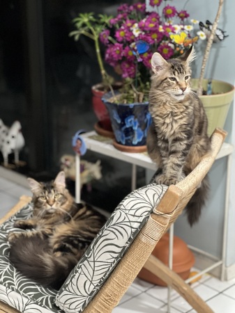Anna and Jethro, our Maine Coon cats