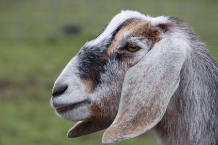 Billy goat, not-so-gruff.