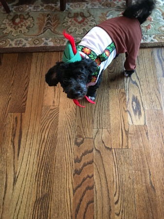 Our dog Rookie, all set for Oktoberfest!