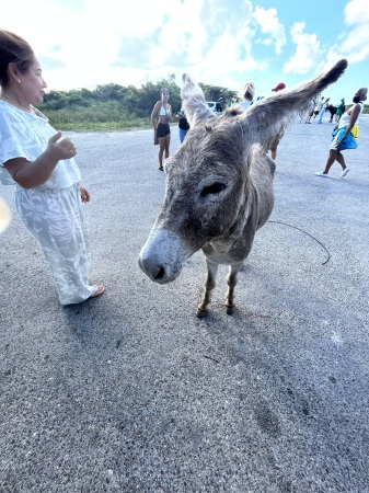 Famous Donkeys in Grand Turk Turks and caicos