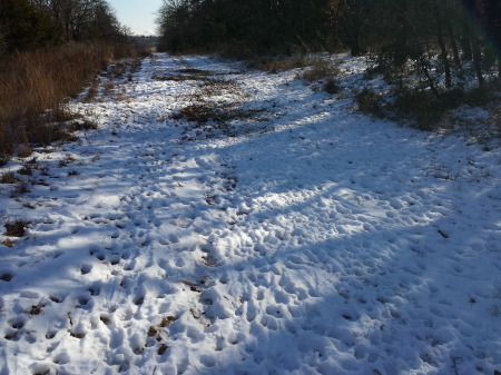 deer tracks in the snow 2013