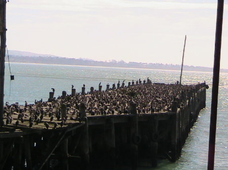 Cormorant Pier