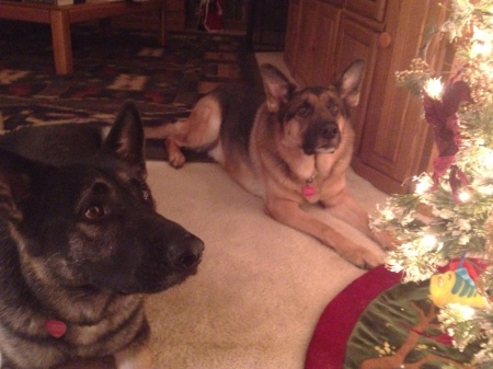 Ty and Brody at Christmas