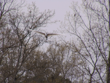 White Ibis flying