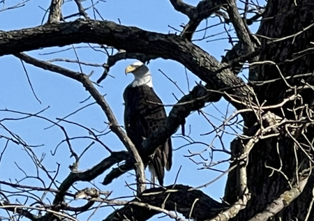 Bald eagle not far from home