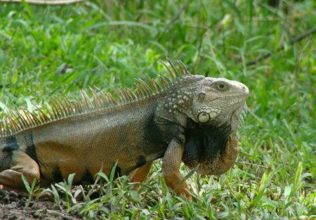 Wild Iguana Puerto Rico