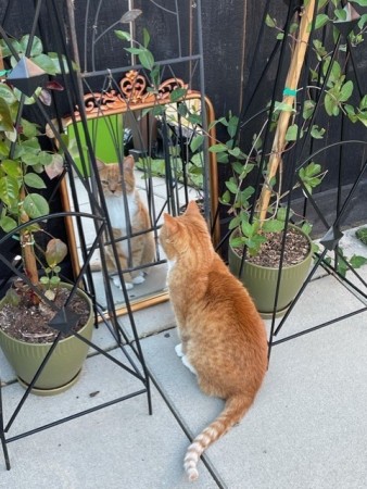 Billy playing Alice in Wonderland.