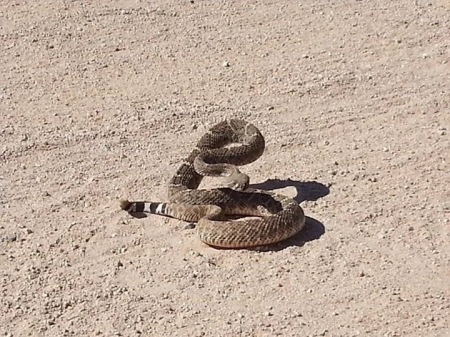 Original AZ Diamondback! -Apache Trail 2014