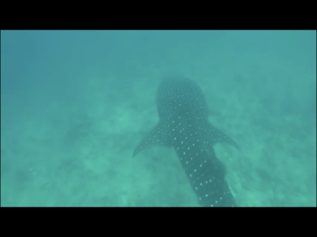 Swimming with whale sharks in Maldives 2017