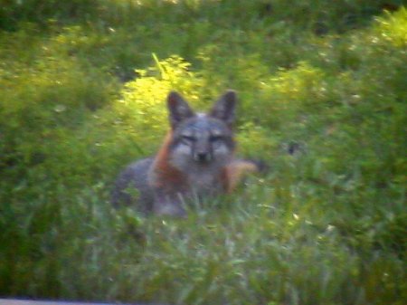 mama fox waiting for a hand out