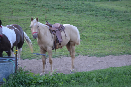 Princess as a yearling.