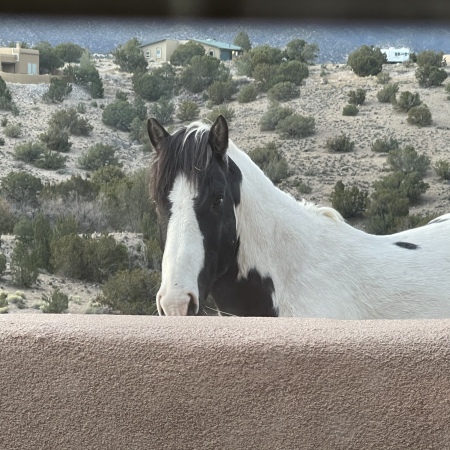 Visitor during morning coffee