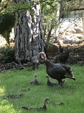 Wild Turkeys and babies 