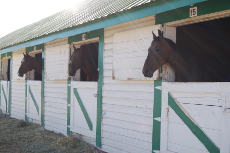 Horses at the fair.