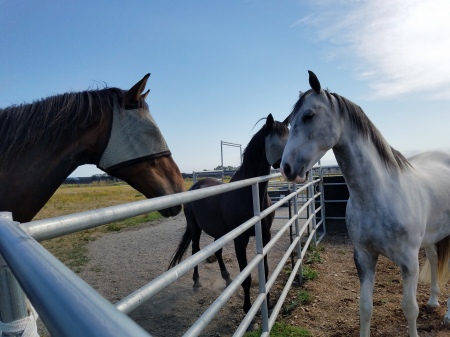 Julio meeting Timo and Kohlie