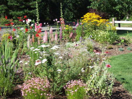 My perennial garden 