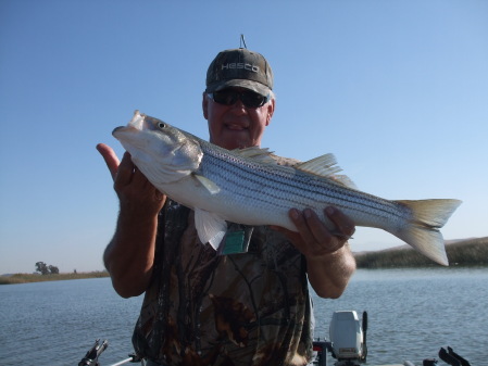 Montazuma Striper