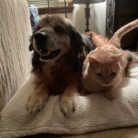 Wrigley, our sweet boy, RIP, and Dusty the cat