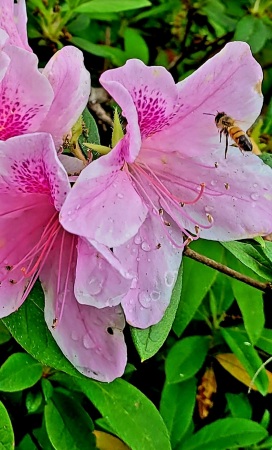 Today's honey bee on Azalea 