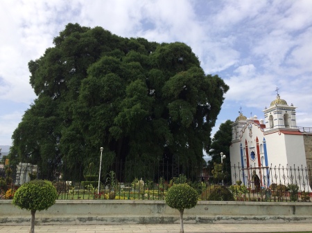 El Arbol de Tule