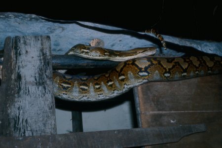 Python in the hen house, Philippines