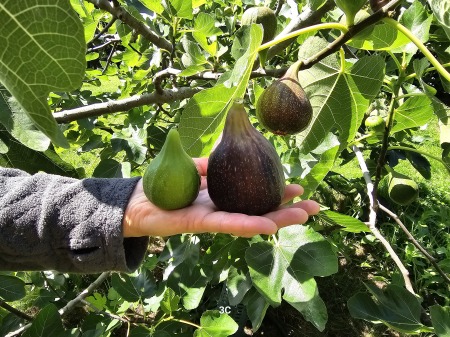 Figs