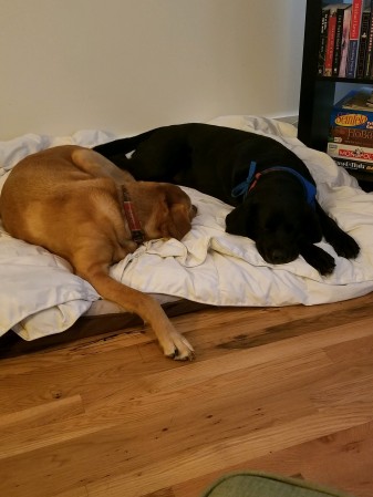 Barkley and Crosley, lounging