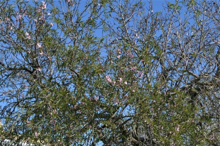 First Almond Blooms of the Year