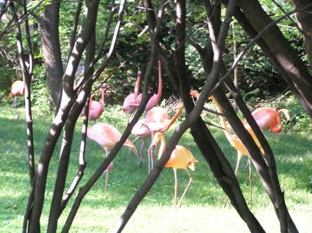 Just some fake flamingos 