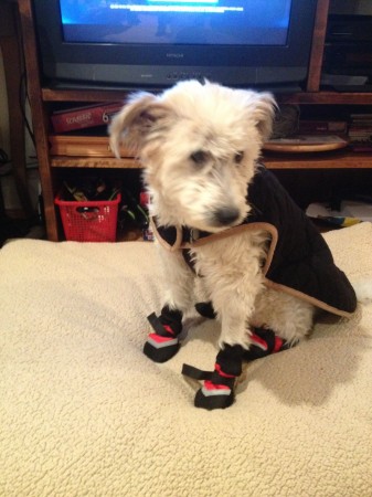 Skipper getting ready to go out for a walk