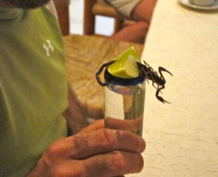 Yucatán Scorpion