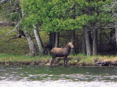 Moose