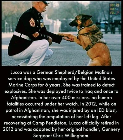 Lucca the USMC war dog in Afghanistan