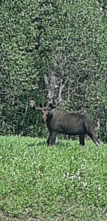 Moose beside the road