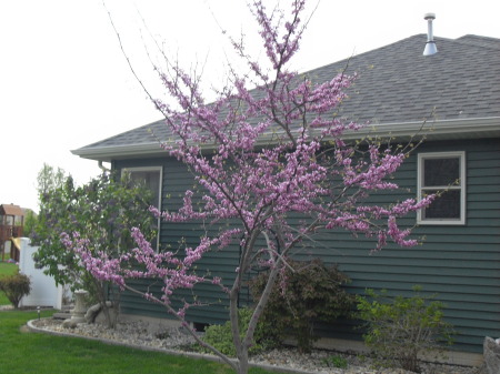 Redbud Tree