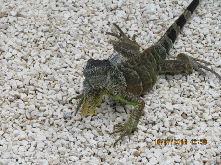 Iguana in Grand Cayman Islands
