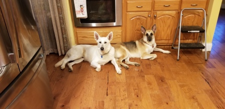 German Shepards