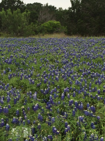 Beautiful Bluebonnets in San Antonio