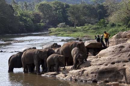 Elephant rescue Sri Lanka