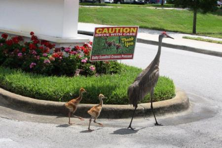 Sand hill cranes at work:  Coca Cola Finance Shared Services!