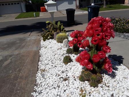 echinopsis "red torch"