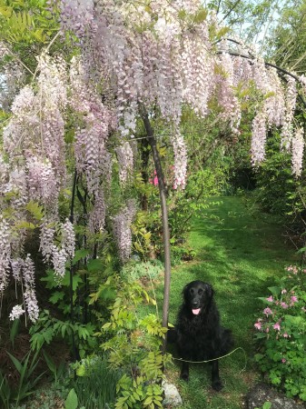 Bella beneath my Japanese Wisteria