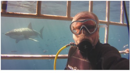 Great White Shark cage dive