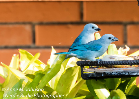 Anne Johnson's album, Costa Rica