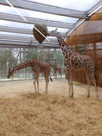 Giraffes at the Munich Tierpark Zoo