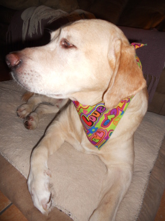 Our Dog Austin, dressed for our wedding day!